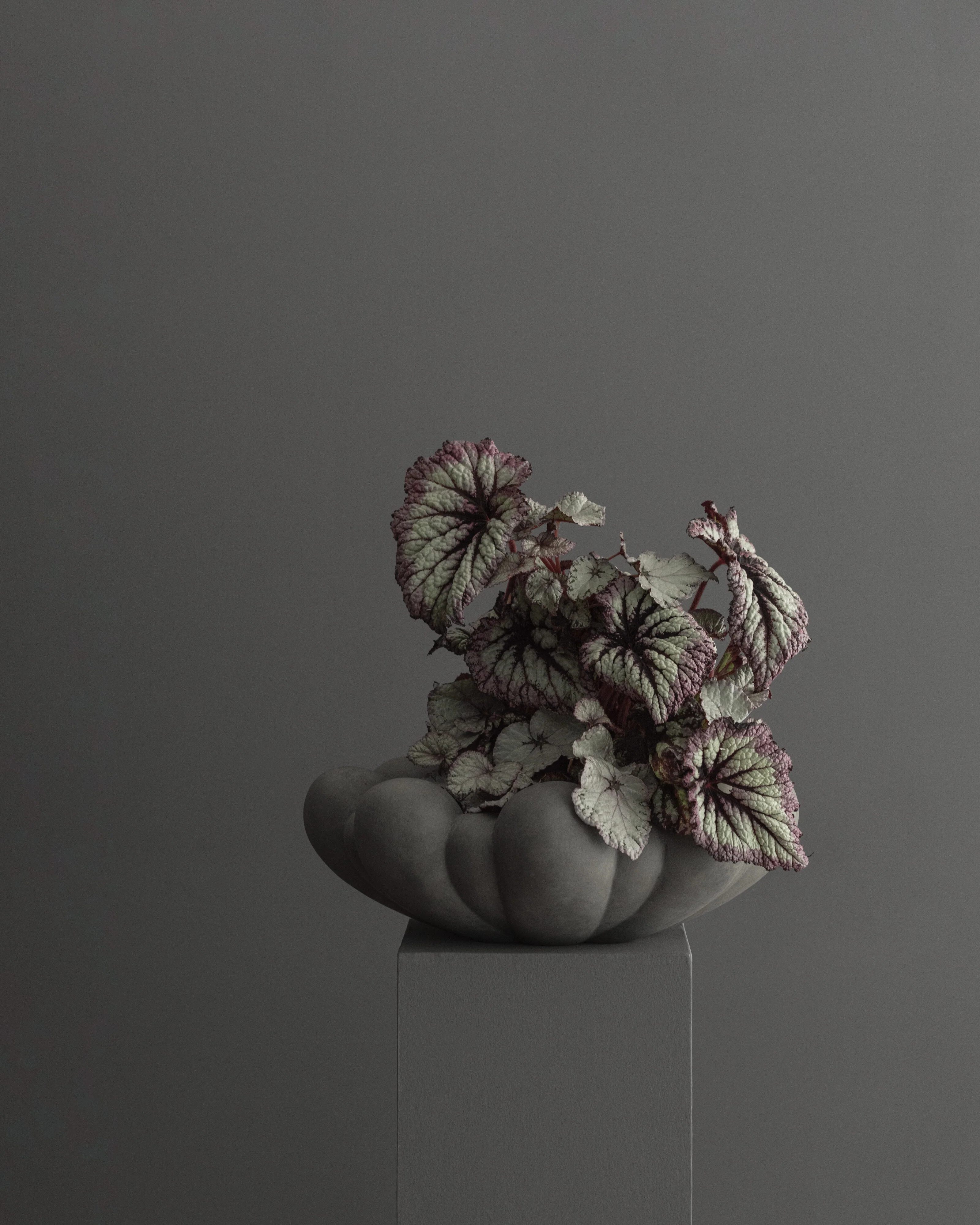 Чаша Bloom Big — Dark Grey
