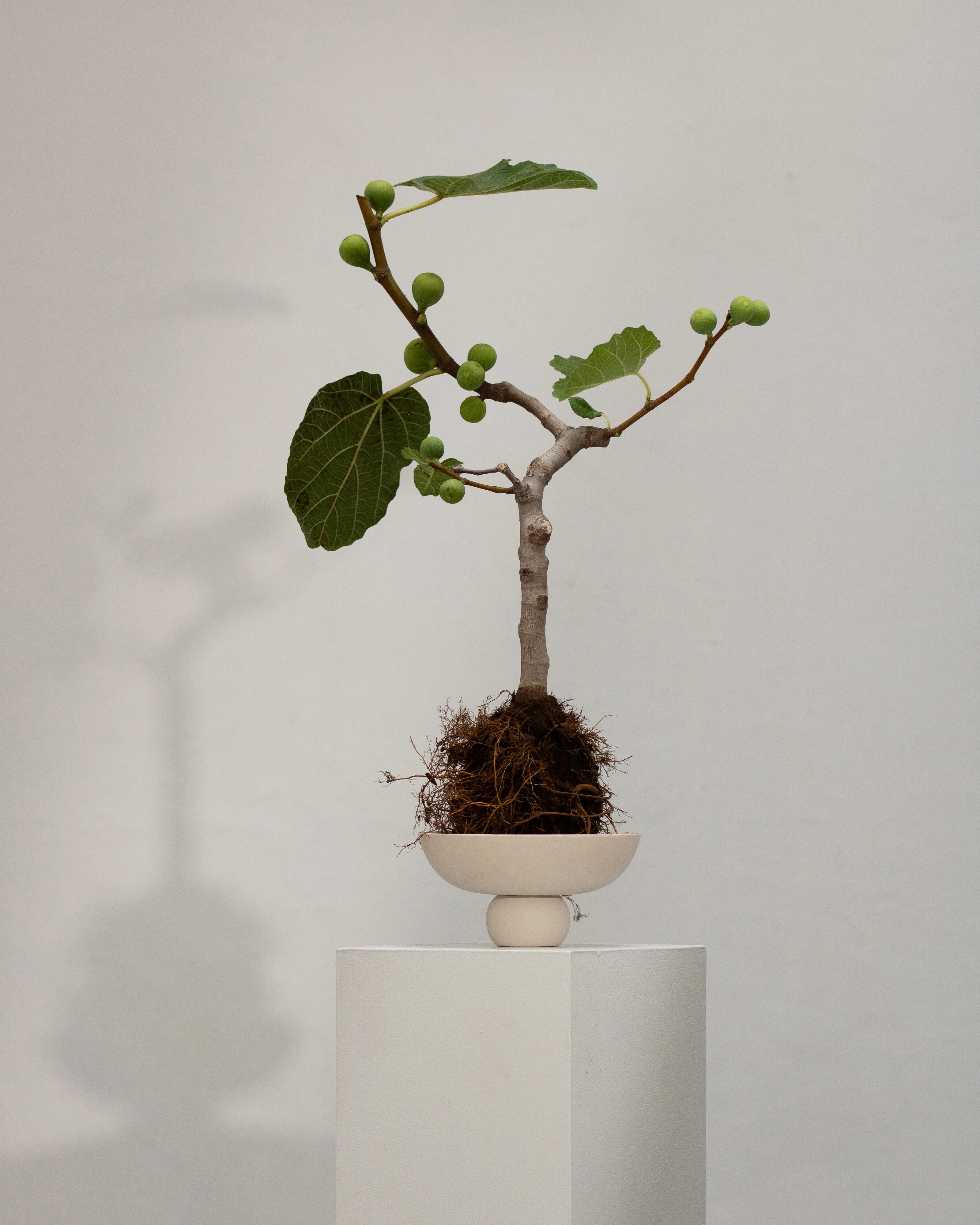 Чаша Baburu Mini — Birch